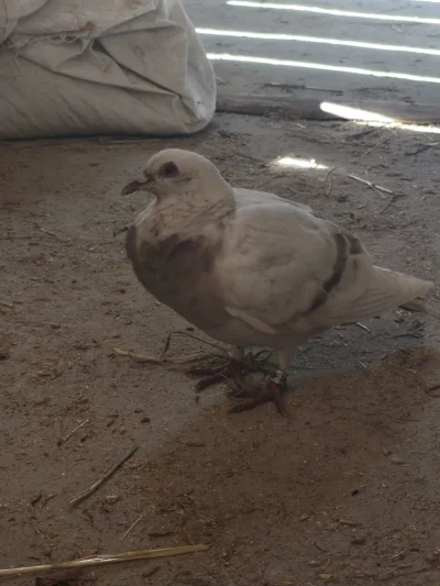 Sisal35 - Ktoś się zna na gołębiach takiego kolegę goszczę już drugi dzień, jest szan...