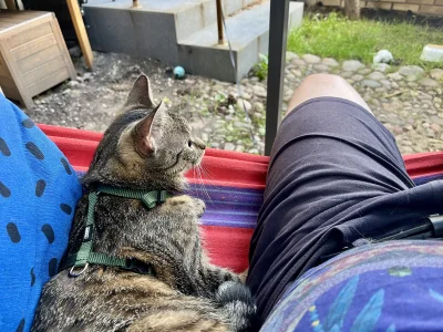 neib1 - Siedzimy sb z Kitku w hamaku i rozmawiamy o życiu. 
#koty #pokazkota #zwierza...