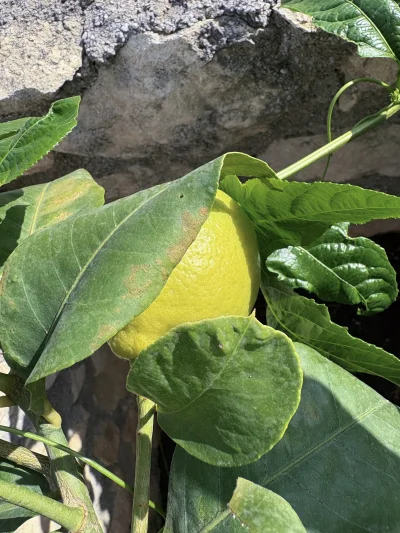 asdfghjkl - Cytrynki już nie długo. Może ze dwa tygodnie #legancko