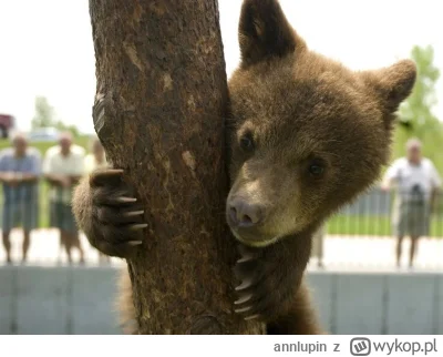 annlupin - wrzucam miśka o czwartej nad ranem a co u was