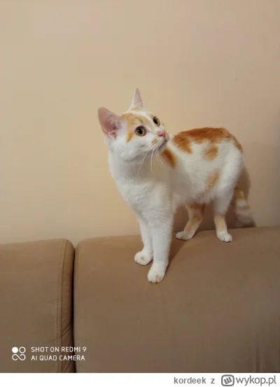 kordeek - @RicoElectrico chyba mam jego brata 🙂