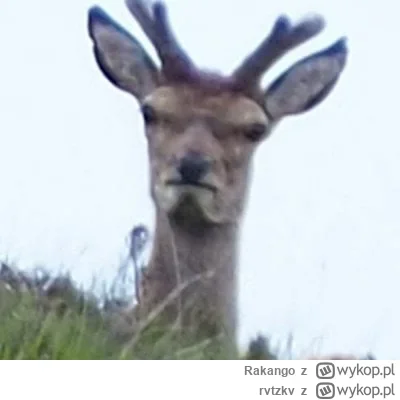 rvtzkv - Atak mamy potężny 
#mecz