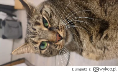 Dumpatz - #koty #pokazkota kotka Holly pozdrawia mirków i mirabelki