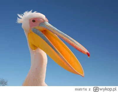 matr1x - jprd pelikany łykają jakieś gówno wysryw z gówno z gównianego portalu, gdzie...