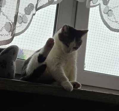 Solsith - @Emble: najlepszego dla rodzinki i kitku