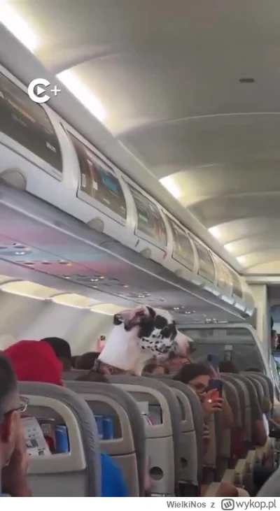 WielkiNos - Wielki śliniący się dog niemiecki siedzi obsranym odbytem na siedzeniu w ...