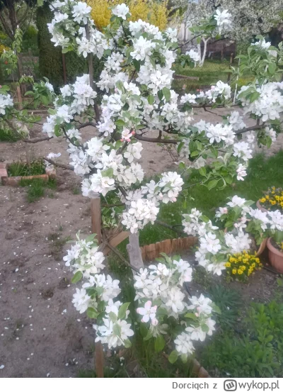 Dorciqch - A tu jest obietnica jesiennych szarlotek