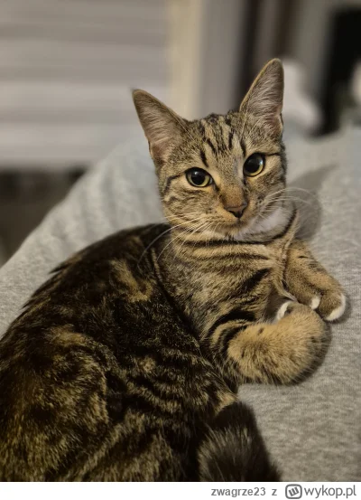 zwagrze23 - Rosnie pannica  #pokazkota #kitku