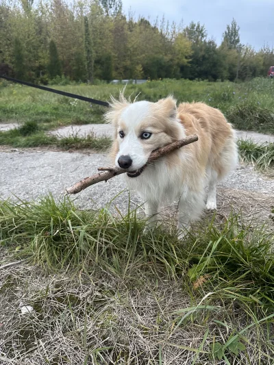 o__0 - Statystyki dzisiejszego spaceru:
0 pogryzionych dzieci
1 znaleziony patyk, z k...