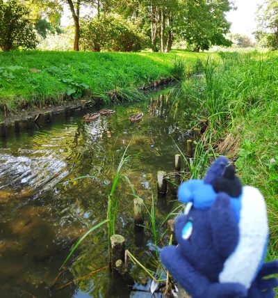 karoryfer - Kaczki w kanale przy Jeziorze Gocławskim. Pozdrawiamy @lionbest :)