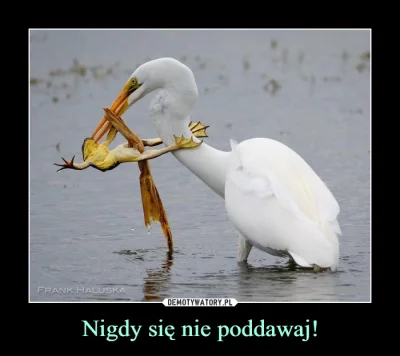 Testoviron257 - @polonusx: @jegertilbake @staszaiwa @Etomidat: PrawO dżungli MÓwi ......