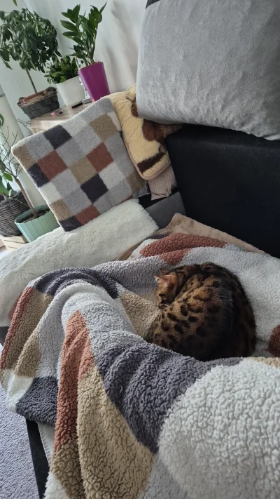 Lujdziarski - #pokazkota #dziarskikacperek Kacperek to jest kotek, zmieniłem sobie mi...