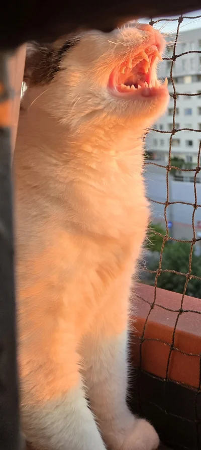 Solsith - #pokazkota #spaslak zew natury( ͡° ͜ʖ ͡°)