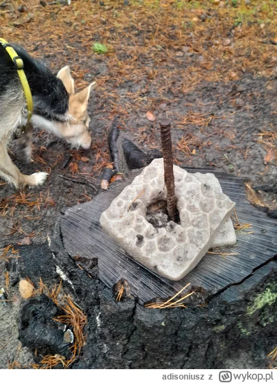 adisoniusz - Co to takie w lesie?