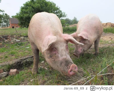 Jaros-69_69 - To są świnie.
