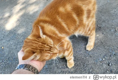 elemenTH - Trochę zakurzony ale milusi