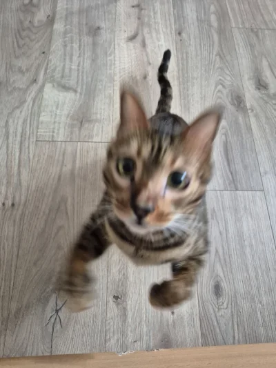 Lujdziarski - Szybkość czasu kumitsu #pokazkota #dziarskikacperek