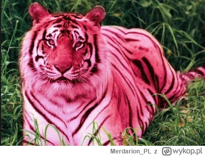 Merdarion_PL - W dupie mam czy to przeszło czy nie, co z tego że wybili? Jakby nie wy...