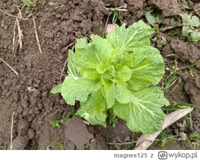 magnes125 - Niestety pekińska i pak choi poszły w kwiat