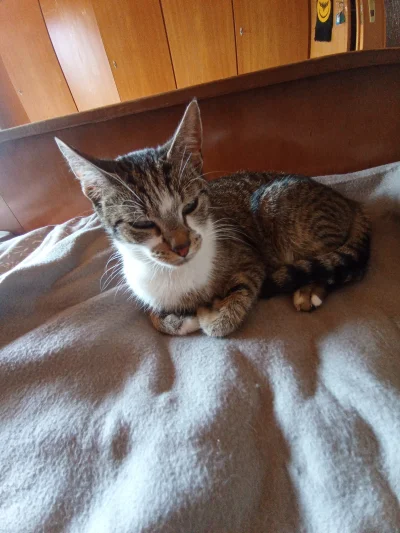 Mamfokus - Rysiu już był, teraz czas na Mufę 乁(♥ ʖ̯♥)ㄏ

#pokazkota 
#kotnadzis 
#kot