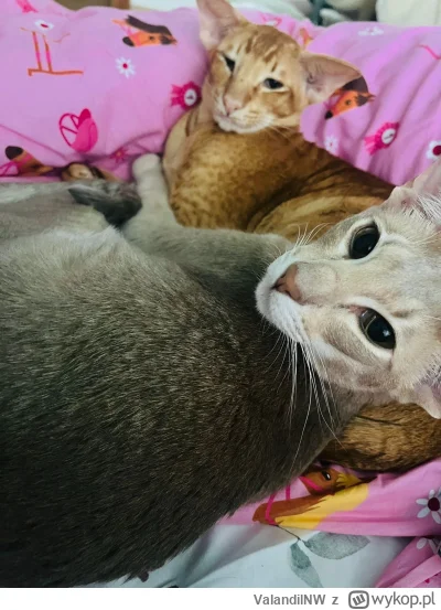 ValandilNW - #kot #koty #pokazkota 
Welcome to the candy shop