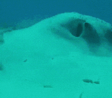 Winogronobezpestki1 - Ciekawe, co tam na mirko.