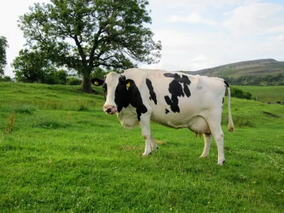 Loskamilos1 - Najbardziej klasycznie umaszczone krówki mleczne czyli Holstein, rasa h...