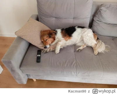 Kacman90 - #Karliś #pies #pieseczkizprzypadku #piesel

Kiedy jest niedziela, pojesz r...