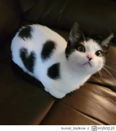 leonid_bialkow - @annlupin: śpiom chyba