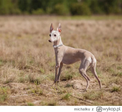 michalku - To dla podkręcenia tematu dodam, że na posiadanie psa z ras typu Chart, że...