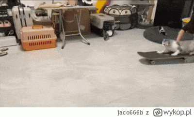 jaco666b - @wfyokyga