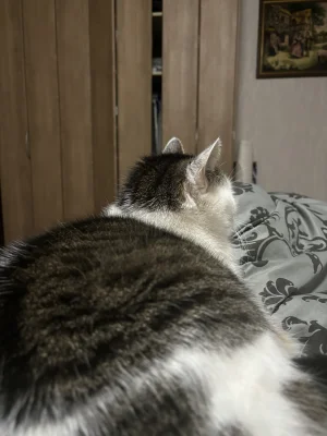 Cisek44 - @rosol-z-kur-wielu no i obraziłeś majestat