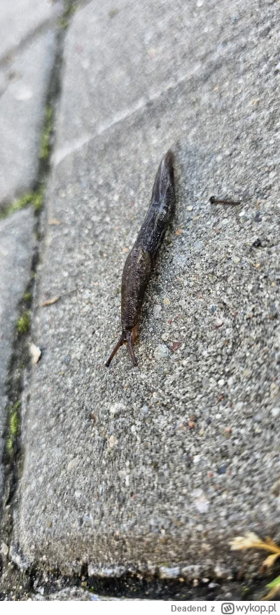 Deadend - Chłop do roboty idzie na 6 ale nie jest jeszcze nawet w połowie drogi :(