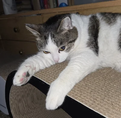 Solsith - #pokazkota #spaslak focha strzeliła bo na noc w robocie byłem,  saszete dał...