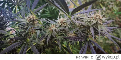 PanPiPi - @wfyokyga powodzenia ( ͡º ͜ʖ͡º)