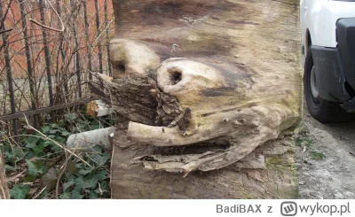 BadiBAX - odwiedził was rare pepe kłoda, plus or petrify