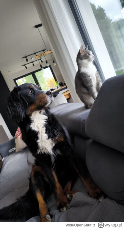 WideOpenShut - Monitoring osiedlowy na najwyższym poziomie (⌐ ͡■ ͜ʖ ͡■)
#pokazkota #p...