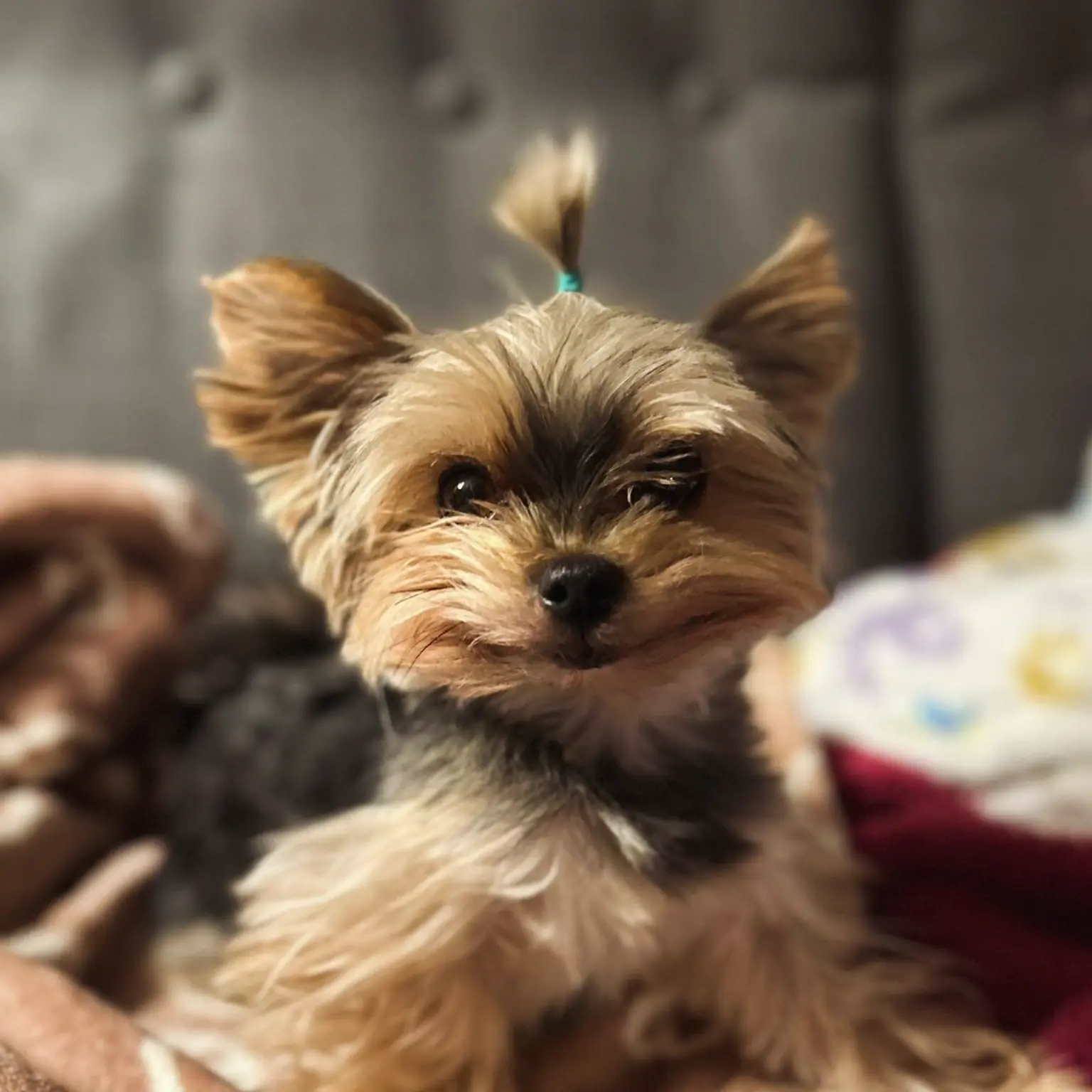 k-a-z - 7 dzień adaptacji Chanel:

Chanelka jest absolutnie przekochanym pieskiem. Po...