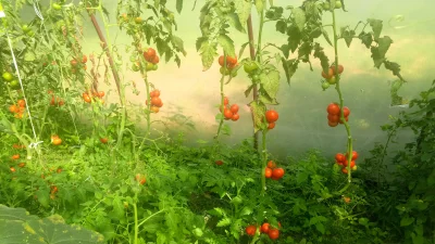 WstretnyOwsik - #pomidory 

Już nie wyrabiam z przetworami a tu końca nie widać ( ͡° ...