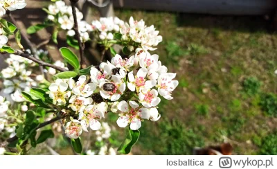 losbaltica - Moja grusze oblazły jakieś dziwne ni to żuki ni to pszczoły. Orientuje s...