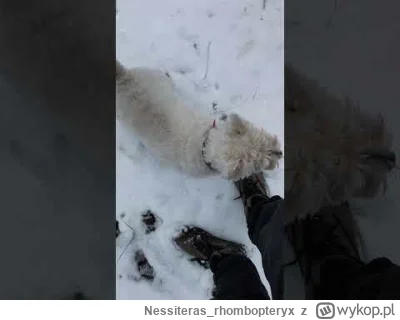 Nessiterasrhombopteryx - @KryptonimX: Ja to bym wolał w domu siedzieć a nie po śniegu...