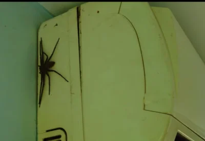 Vendigoo - #raportzpanstwasrodka Alvaro, ogląda nowe domy, "poza TYM jest wszystko ok...