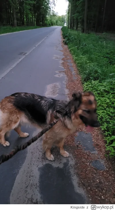 Kingside - Pieso trip nie żaden spierdo