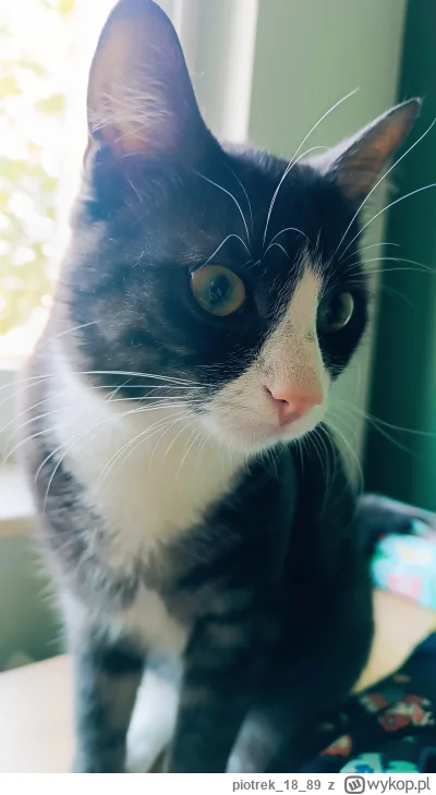 piotrek1889 - #pokazkota #kitku #koty #zwierzaczki wieczorna obserwacja rewiru (｡◕‿‿◕...