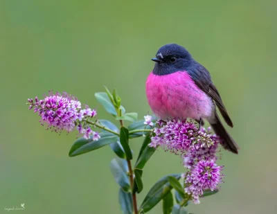 Lifelike - Skalinek czarnosterny (Petroica rodinogaster)
Autor
#photoexplorer #fotogr...