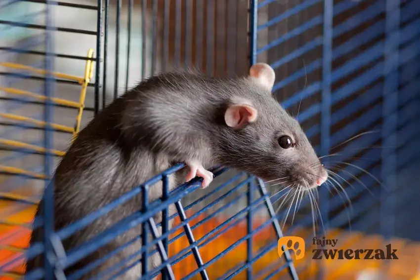 ZartosXXX - Może mi ktoś wyjaśnić po co trzymać szczura? Przecież to szkodnik.
Czy kt...