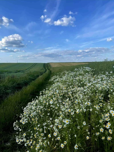 frezjawdoniczce - #przegryw #spierdotrip