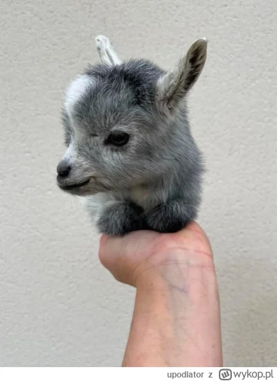 upodlator - oto koza