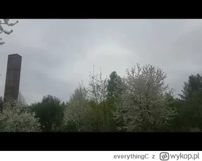 everythingC - Miłego dzionka Miraski i Mirabelki kwitnące.