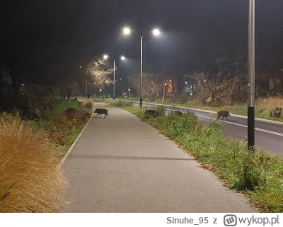 Sinuhe_95 - Sytuacja na rynku loszek w końcu się poprawia ( ͡° ͜ʖ ͡°)

#krakow #zwier...